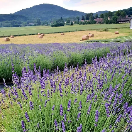 Lawendowy Raj * Pilchowice