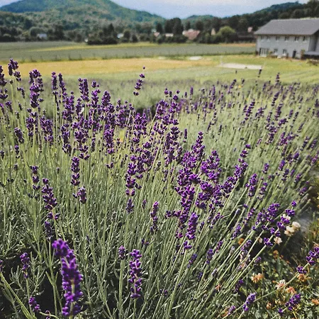 Lawendowy Raj * Pilchowice