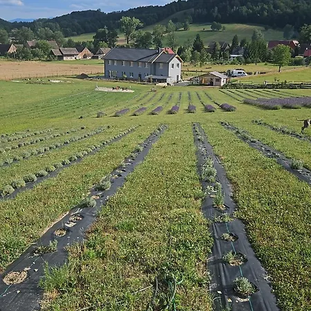 Lawendowy Raj Apartment *