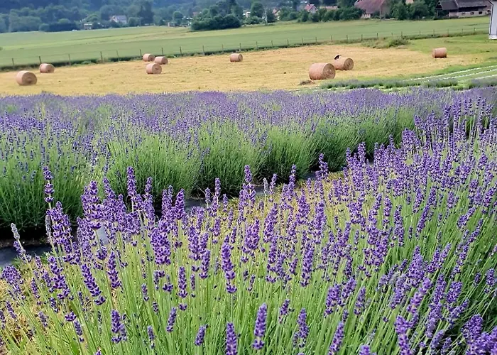 Lawendowy Raj * Pilchowice