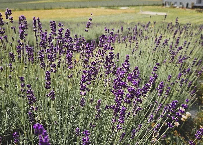 Lawendowy Raj * Pilchowice