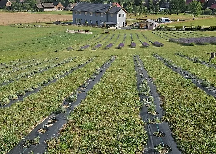 Lawendowy Raj Apartment *